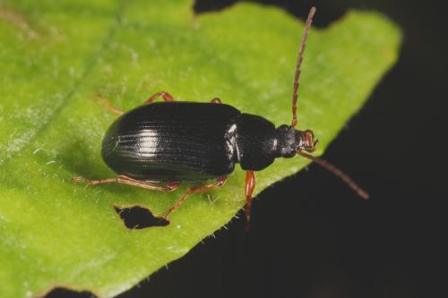 Réf. 86 874 : Gonodera luperus