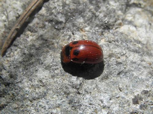 Réf. 86 942 : Gonioctena sp.