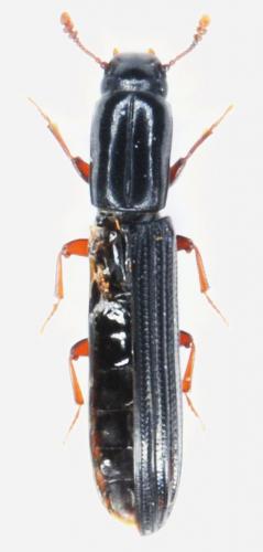 Réf. 86 943 : Colydium sp.