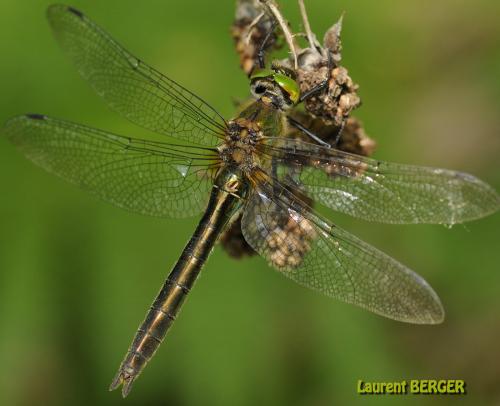 Réf. 86 458 : Cordulia aenea