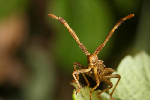 Coreus marginatus