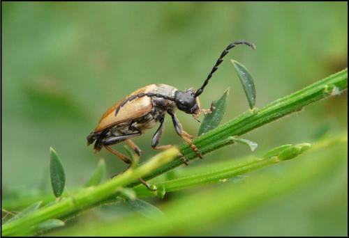 Stictoleptura rubra