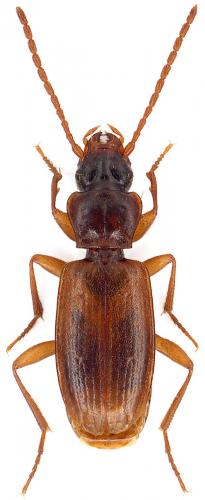 Réf. 86 438 : Trechoblemus micros