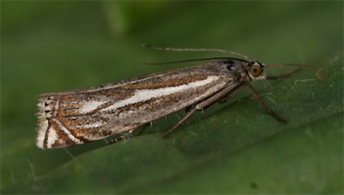 Réf. 86 828 : Crambus lathoniellus