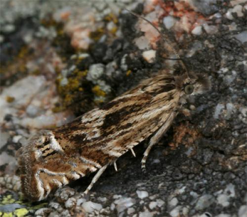 Réf. 86 829 : Eucosma aspidiscana