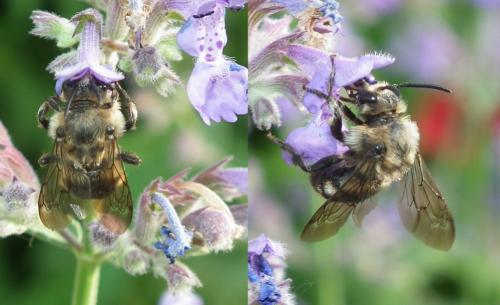 Melecta albifrons