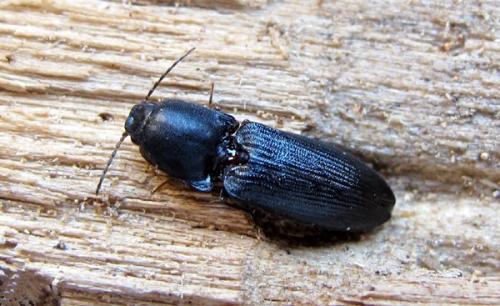 Crepidophorus mutilatus