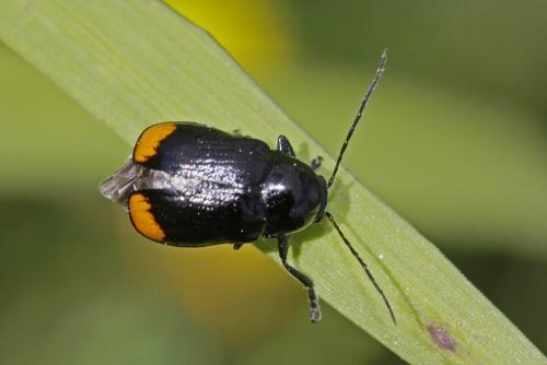 Cryptocephalus biguttatus