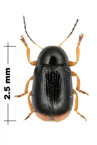Cryptocephalus chrysopus