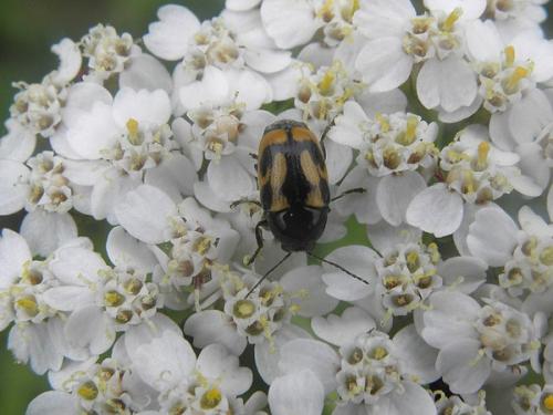 Cryptocephalus vittatus