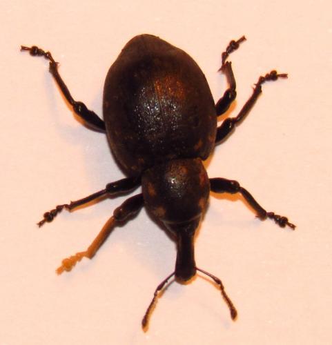 Liparus germanus