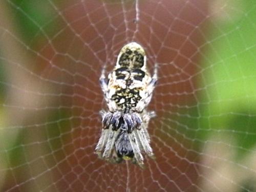 Cyclosa sp.