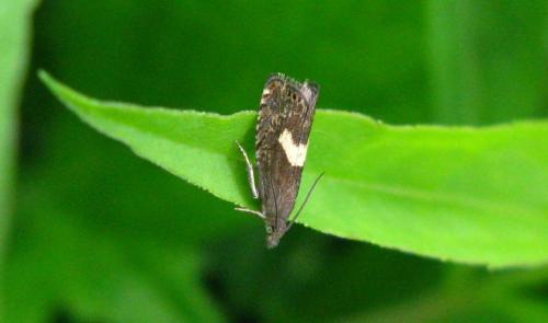 Dichrorampha petiverella