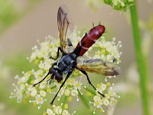 Réf. 86 892 : Cylindromyia bicolor