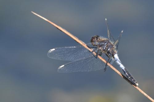 Réf. 86 993 : Leucorrhinia caudalis