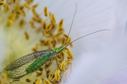 Réf. 86 104 : Hypochrysa elegans