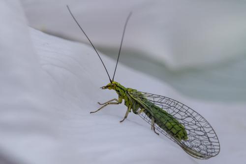 Hypochrysa elegans