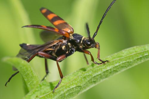 Leptura aurulenta