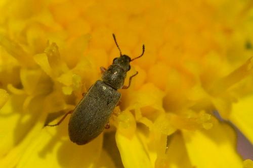 Réf. 86 891 : Danacea longiceps