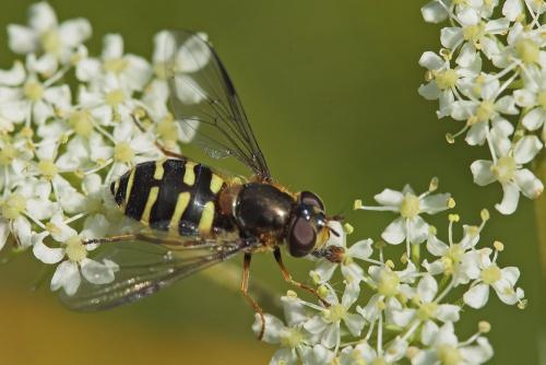 Dasysyrphus hilaris