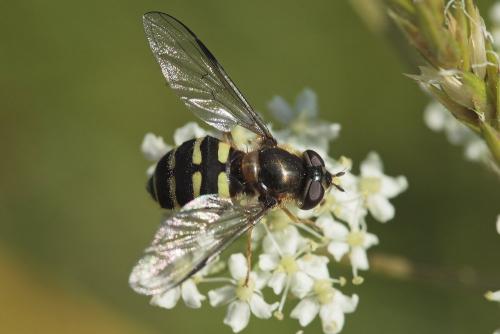 Dasysyrphus hilaris