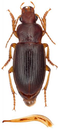 Ophonus schaubergerianus