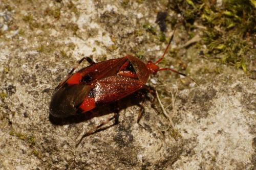 Réf. 86 117 : Deraeocoris olivaceus