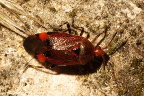 Réf. 86 242 : Deraeocoris olivaceus