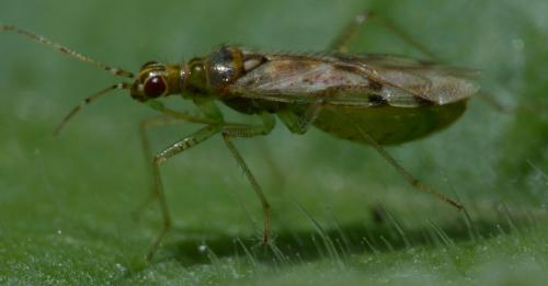 Réf. 86 673 : Dicyphus sp.