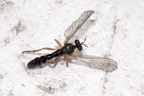 Réf. 86 429 : Dioctria linearis