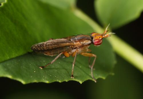 Limnia unguicornis