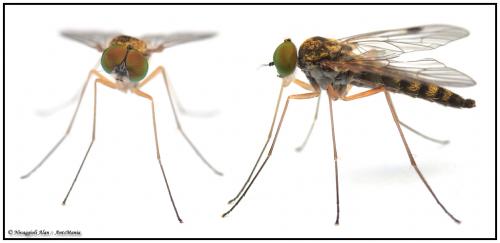 Réf. 86 974 : Chrysopilus asiliformis