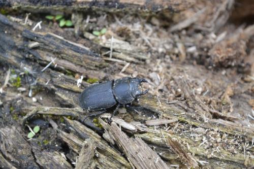 Réf. 86 816 : Dorcus parallelipipedus