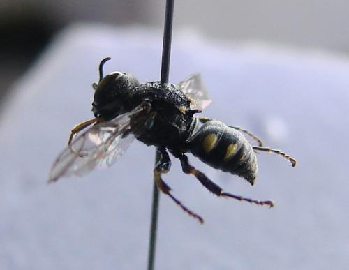 Oxybelus mucronatus