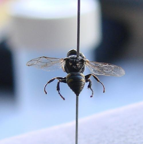 Oxybelus mucronatus