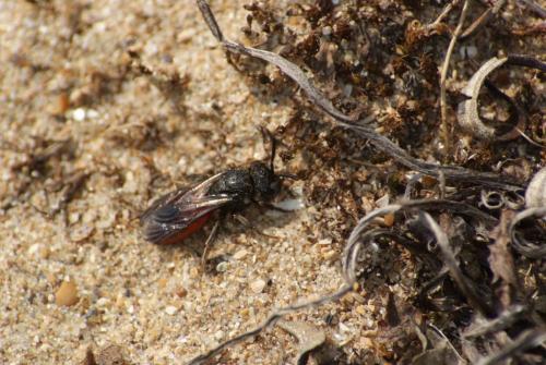 Sphecodes sp.