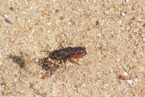 Sphecodes sp.