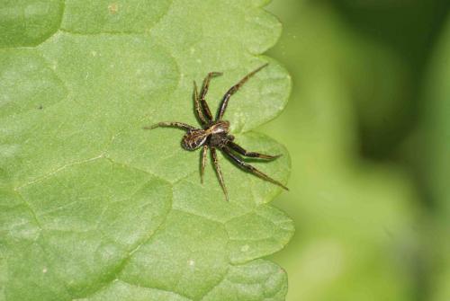 Xysticus sp.
