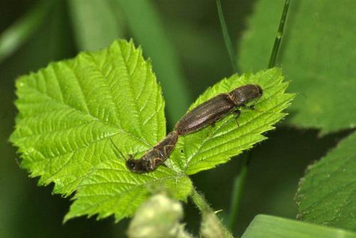 Réf. 86 433 : Athous sp.