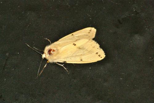 Spilosoma lutea