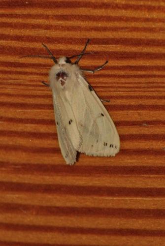 Spilosoma lutea