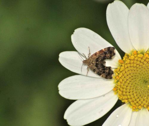 Anthophila fabriciana