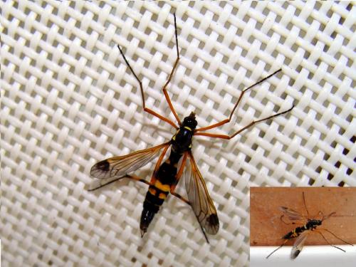 Ctenophora festiva
