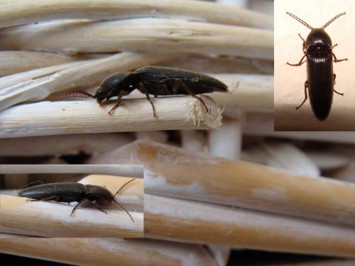 Melanotus sp.