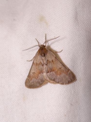 Réf. 86 025 : Adalbertia castiliaria