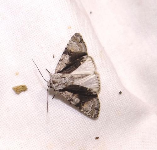 Réf. 86 363 : Acronicta alni