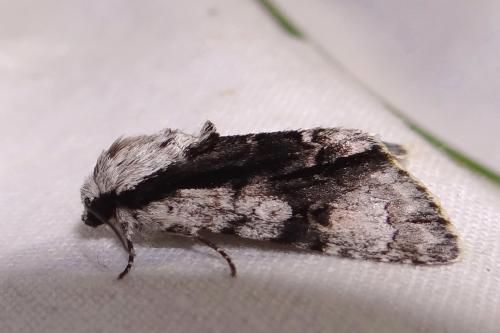 Réf. 86 362 : Acronicta alni
