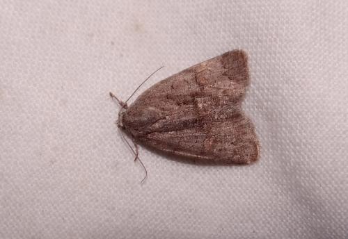 Réf. 86 234 : Bryonycta pineti