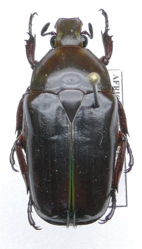 Tmesorrhina pectoralis