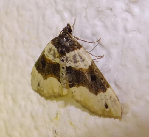 Réf. 86 753 : Cosmorhoe ocellata